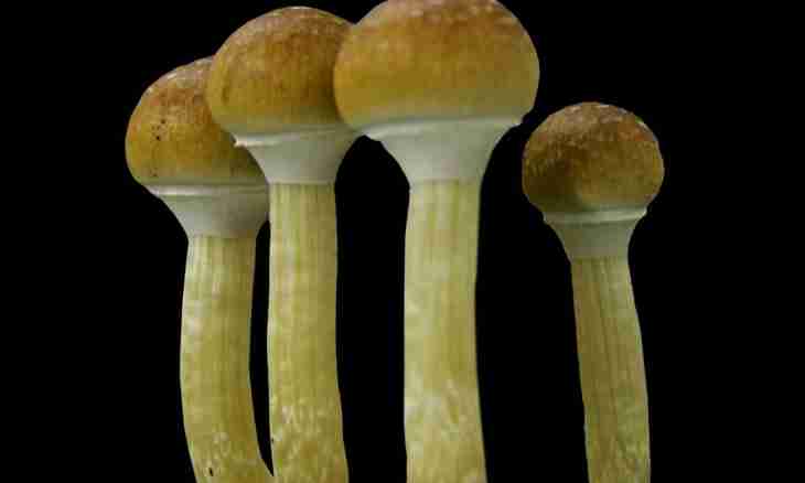 What useful substances are in mushrooms