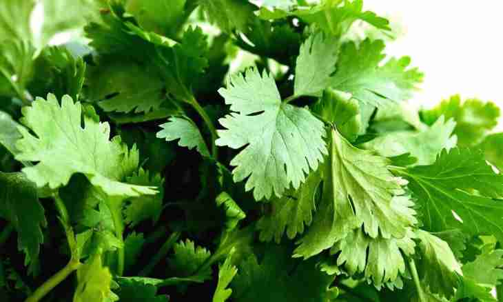 Parsley root: structure and application