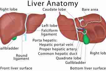 Than the liver is useful