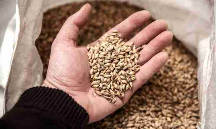 Contraindications to consumption of germinated wheat