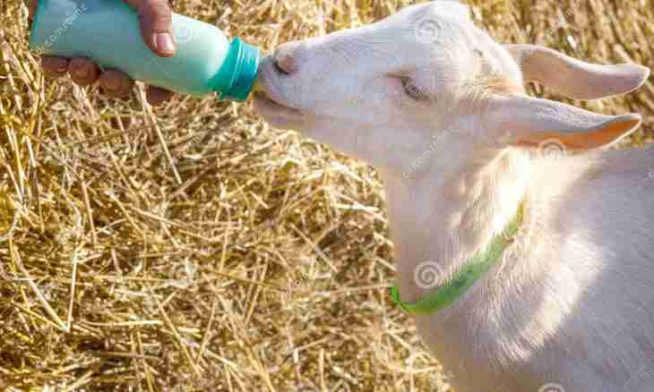 What health giving qualities goat milk has