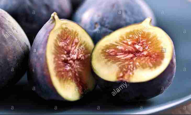 Than the fig is useful to health