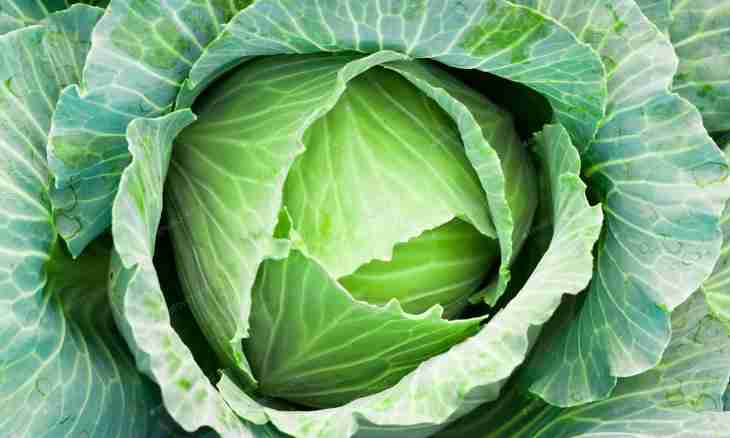 Advantage of cabbage