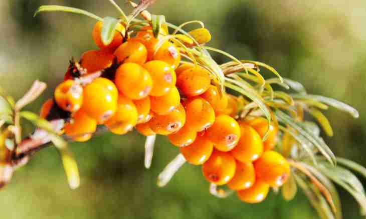 What advantage of a sea-buckthorn