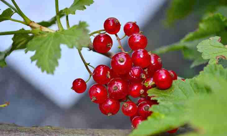 Advantage and harm of red currant