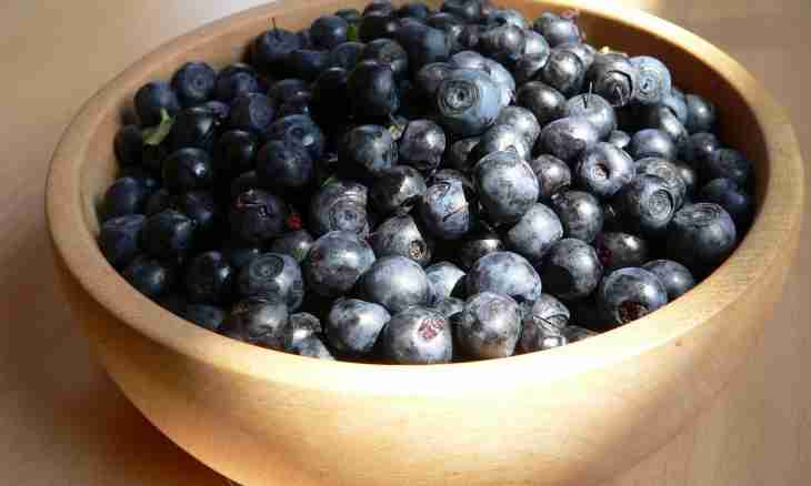 Berry blueberry: useful properties and contraindications