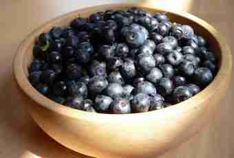 Berry blueberry: useful properties and contraindications