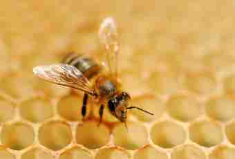 About advantage of honey