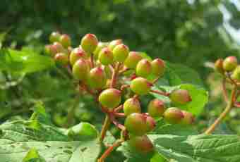 Ordinary guelder-rose: medicinal properties, features