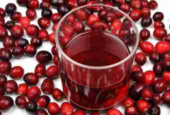 Cranberry: useful properties and contraindications