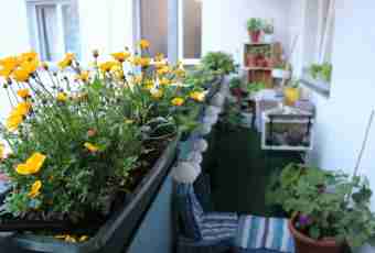 We grow up greens on a windowsill: 11 useful seasonings