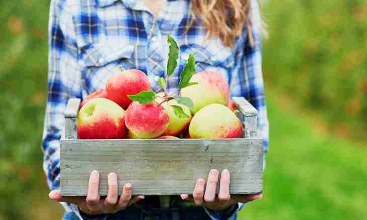 10 reasons are apples every day