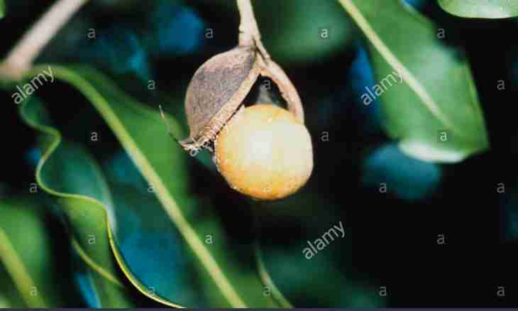 Macadamia – a surprising tree with royal nut