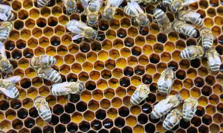 Bee honey: advantage and contraindications