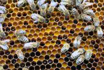Bee honey: advantage and contraindications
