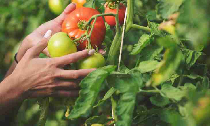 What health giving qualities tomatoes have