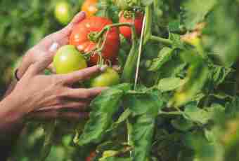 What health giving qualities tomatoes have