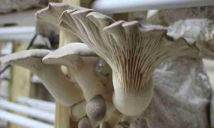 Kefiric mushroom and its miracle properties
