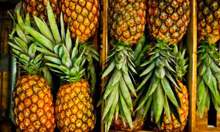 As it is correct to choose and store pineapples