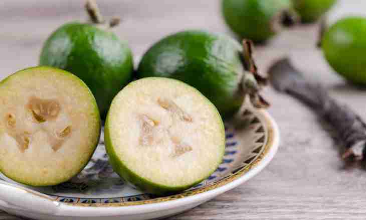 Than it is useful to a feijoa