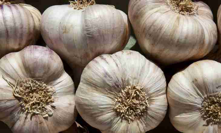 Harm and advantage of garlic
