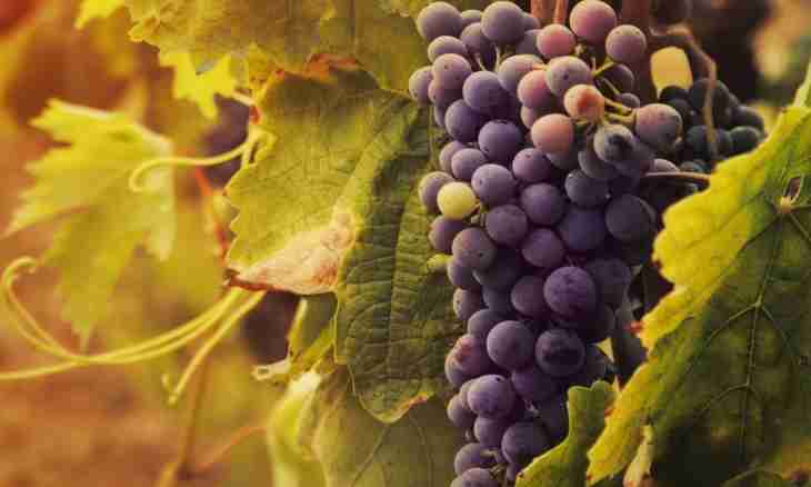 Grapes: advantage and contraindications