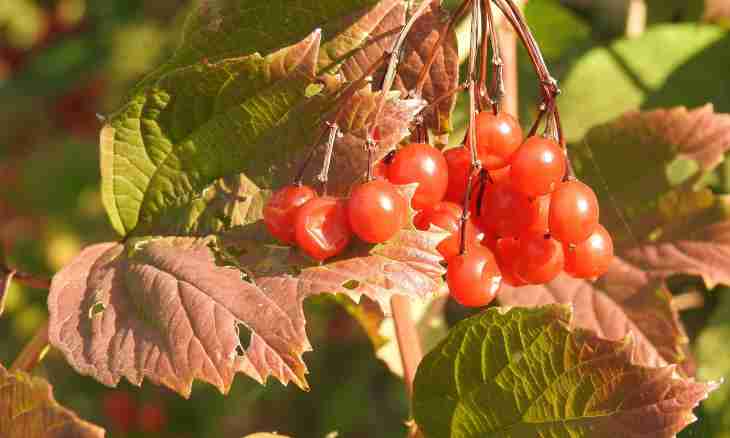 Curative force of autumn berries