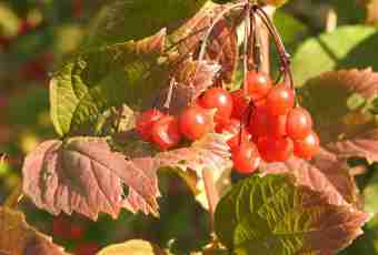 Curative force of autumn berries