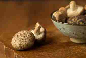 Useful properties of mushrooms to a shiitaka