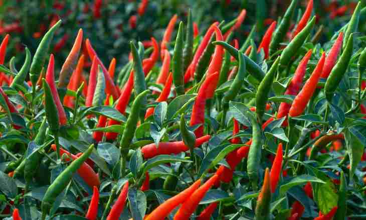 Whether hot pepper is really useful?