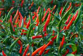 Whether hot pepper is really useful?