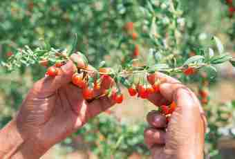 Goji berries - granting health