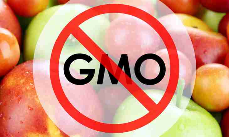 What is GMO and what they are dangerous by