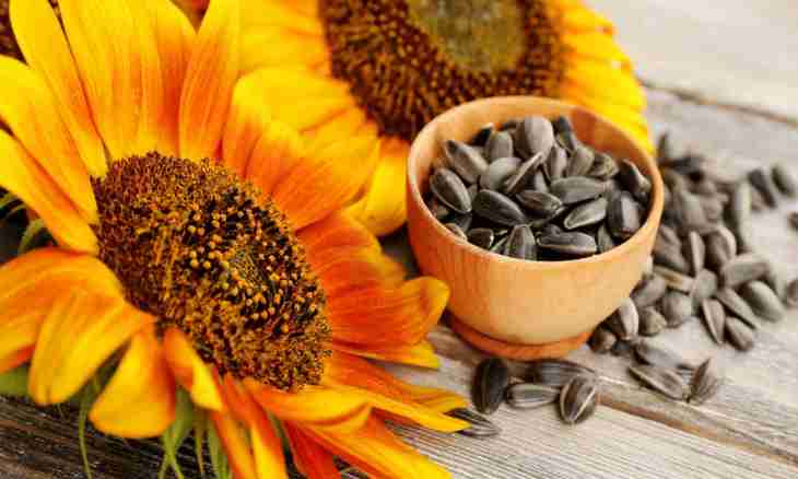 Advantage of pumpkin sunflower seeds