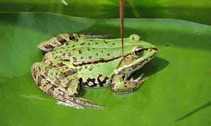 What frogs are considered as edible