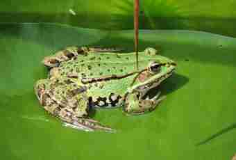 What frogs are considered as edible