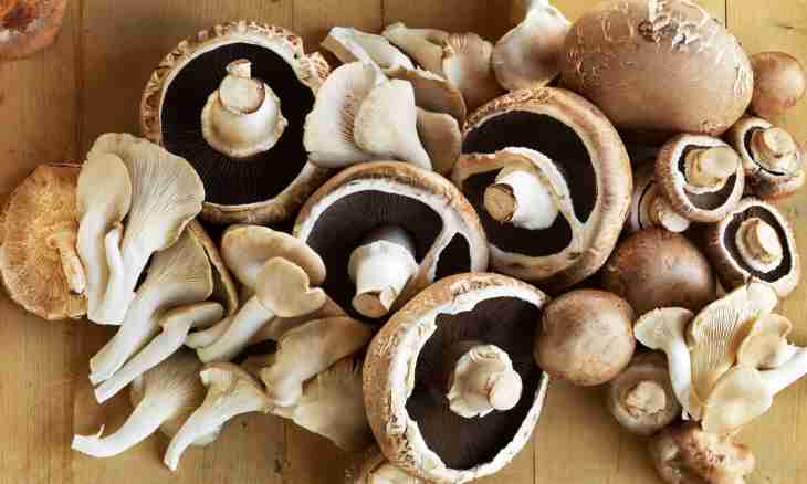 Nutritive and health giving qualities of mushrooms of oyster mushrooms