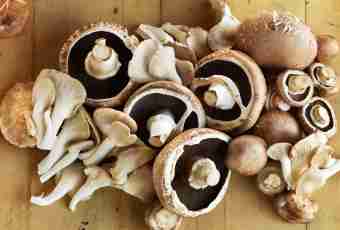 Nutritive and health giving qualities of mushrooms of oyster mushrooms