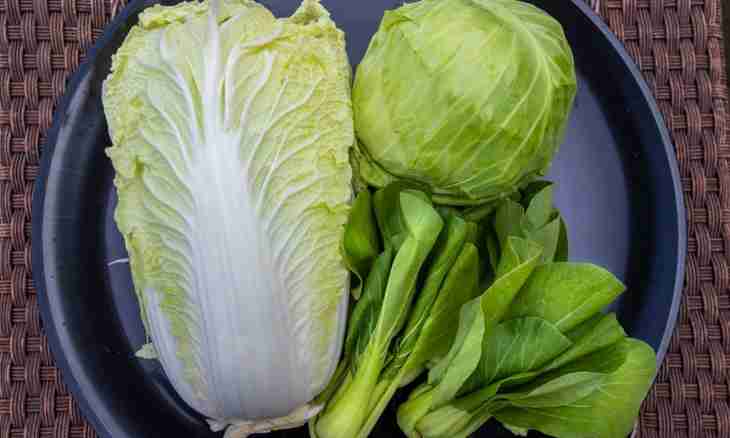 Than different types of cabbage are useful