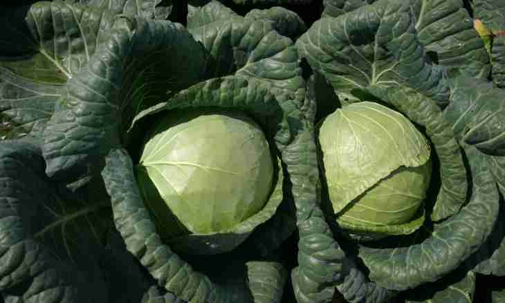 Advantage of the Beijing cabbage