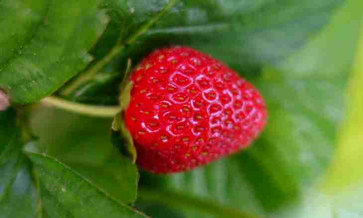 It is a little about strawberry