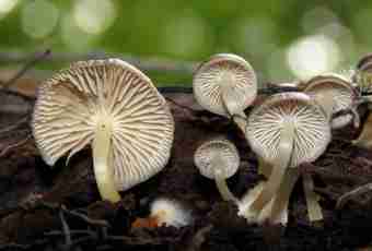 How to grow up a kefiric mushroom