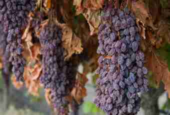 How to make grape wine