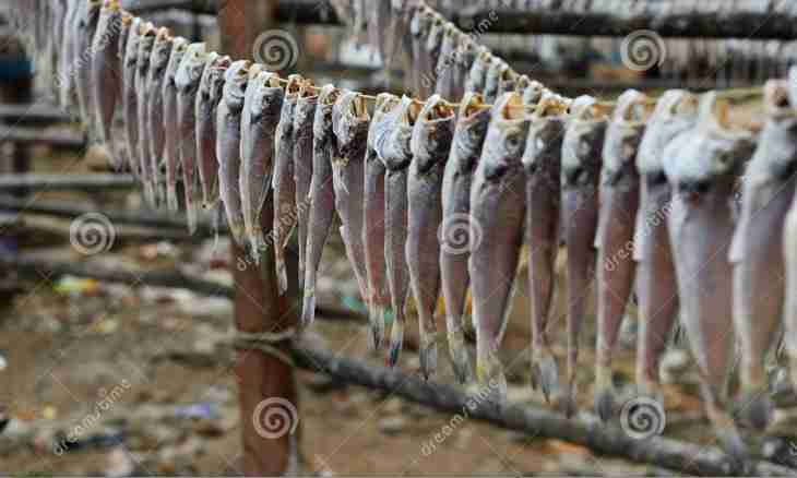How to dry fish on the balcony