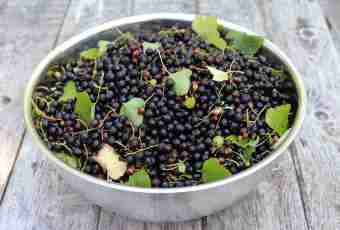 What to prepare from blackcurrant