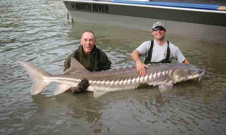 How to prepare a sturgeon entirely