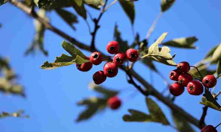 What to prepare from hawthorn berries