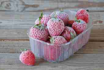How to freeze a wild strawberry