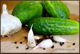 Salty cucumbers for the winter - the easiest way