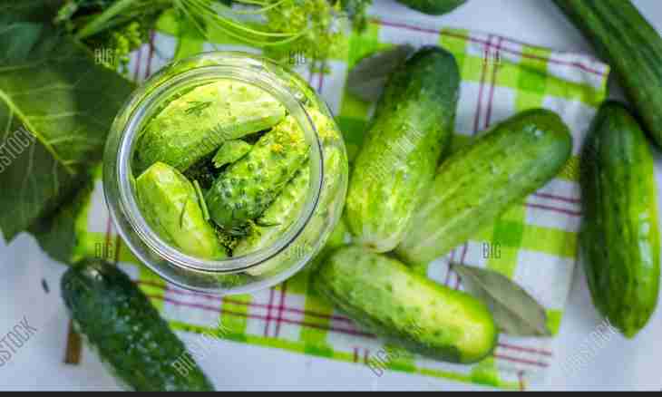 How to salt cucumbers for the winter cold-process